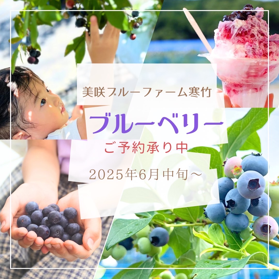 ブルーベリー生果贈答用販売