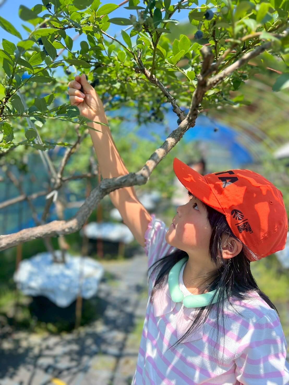 美咲ブルーファーム寒竹