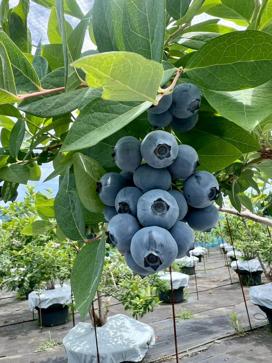 美咲ブルーファーム寒竹