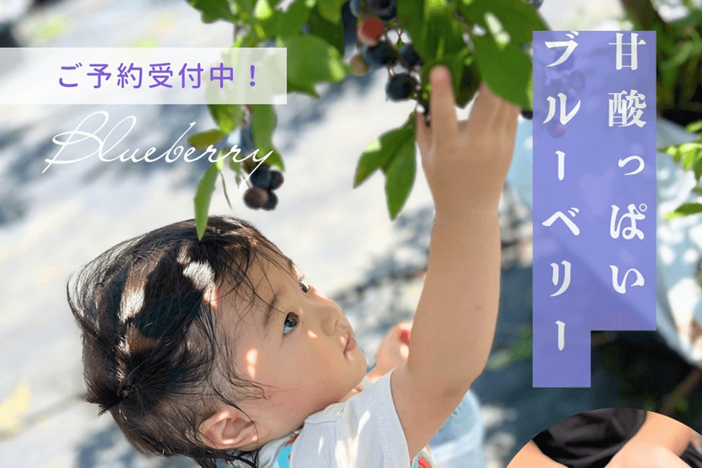 2025年ブルーベリー狩り開催期間