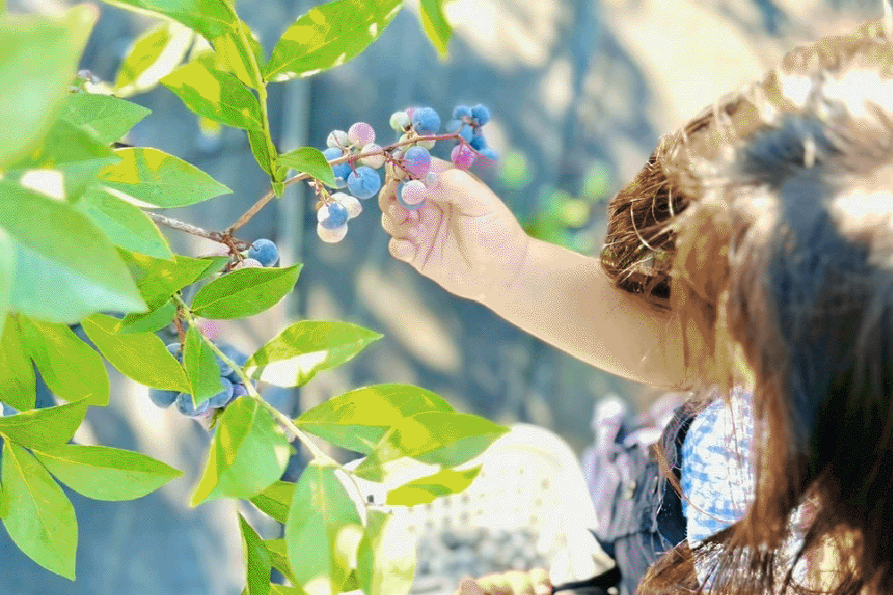 2025年ブルーベリー農園閉園のお知らせ